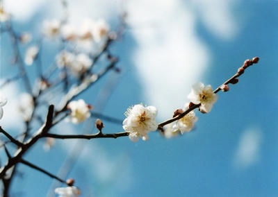 梅の花の写真