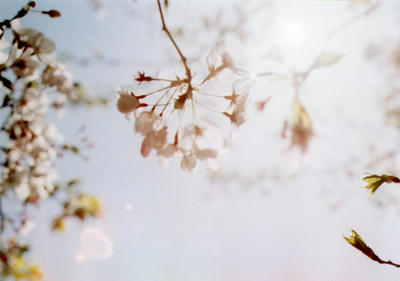 桜の写真