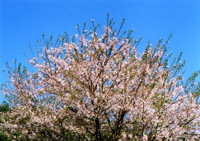 桜の写真