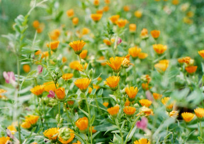オレンジの花の写真