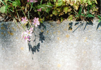 花の写真