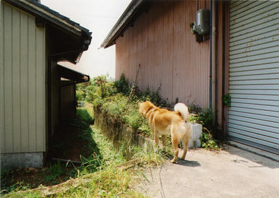 ぷくの写真