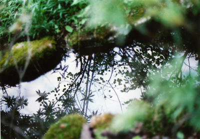 水面の影の写真