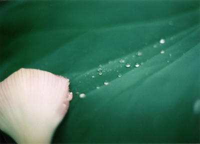 雨粒の写真