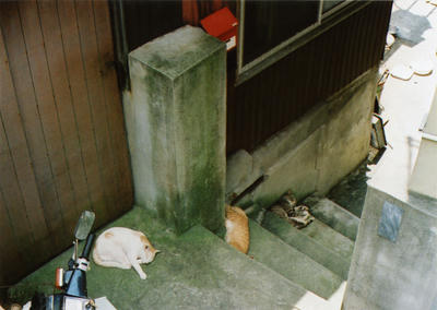 ネコの時間