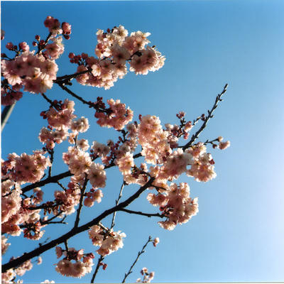 雪割り桜の写真