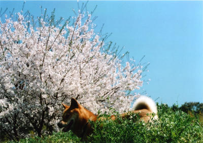 ぷくの写真