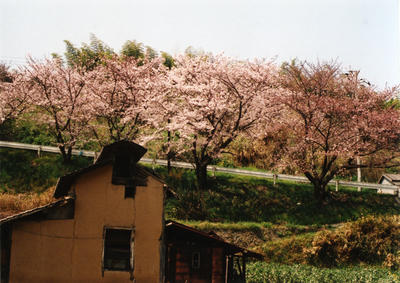 粟島の写真