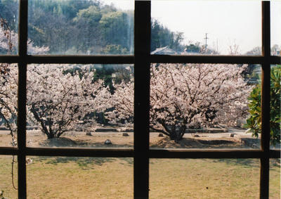 桜の写真
