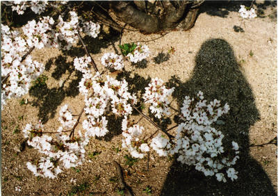 桜の写真