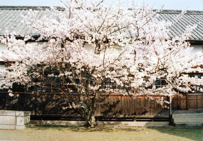 桜の写真