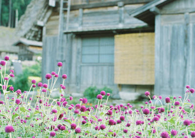 白川郷の写真