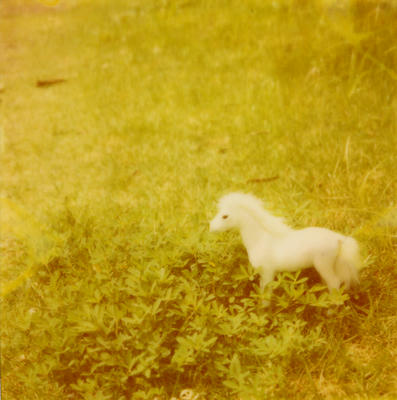 白馬の写真