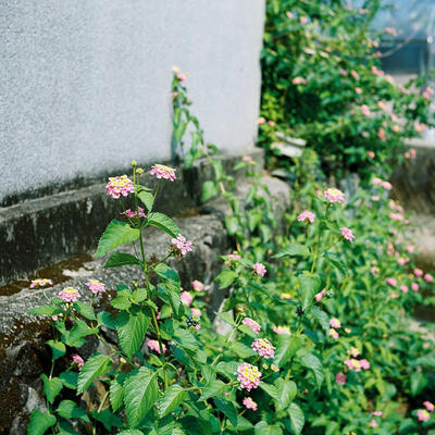 花の写真