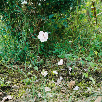 花の写真