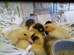 Ducklins.JPG
