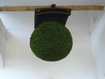 hunakogurasugidama.JPG