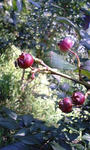 1257925133_38.jpg