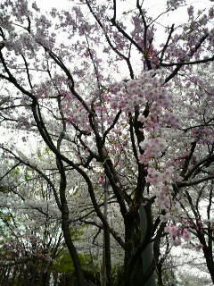 2008040314550001.jpg