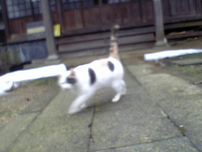 ねこ