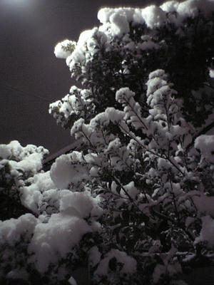 雪木