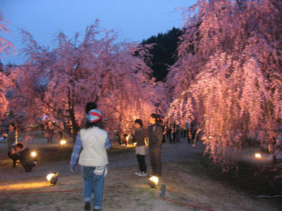竹田のしだれ桜