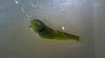 種類の特定が未確定の緑色の稚魚の画像
