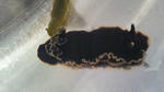クロシタナシウミウシの画像3