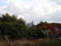 1129.gif