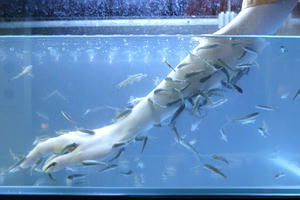 fish.jpg