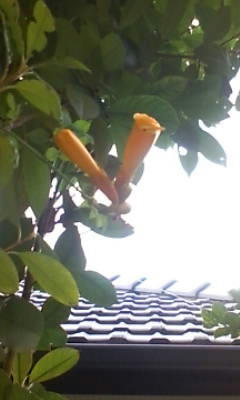 20080827102616.jpg