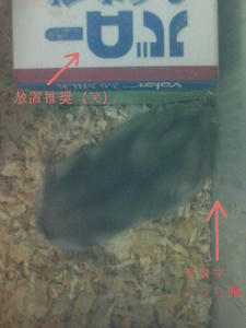 20100211185530-1.jpg