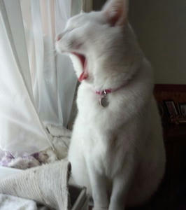 IMG_20121028_122121_R.jpg