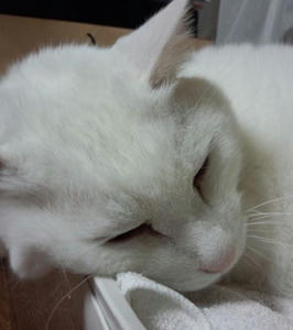 IMG_20121030_190742_R.jpg