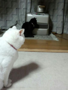 IMG_20121119_185617_R.jpg