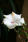 haibiscus1.jpg