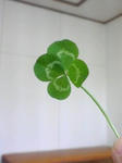 clover2.jpg