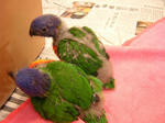ゴシキセイガイインコ、別名レインボーロリキート