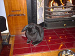 cottontail