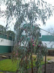 Gum tree