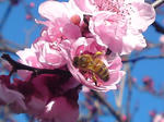桃の花とミツバチ