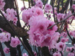 桃の花クラスター