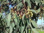 Eucalyptus 5