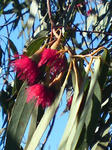 Eucalyptus 2