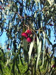 eucalyptus 1