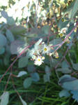 Eucalyptus 6
