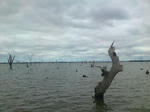 Trees in the lake
