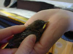Birdy