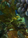Leafy Sea Dragon