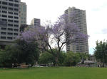 Jacaranda @ Flagstaff Garden